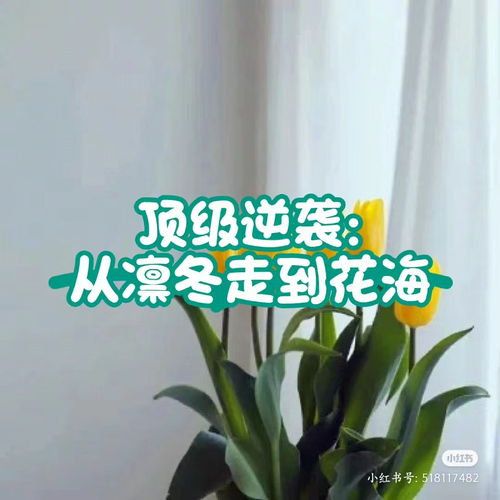 顶级逆袭：从凛冬走到花海