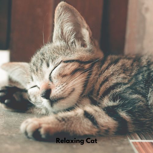 Relaxing Cat