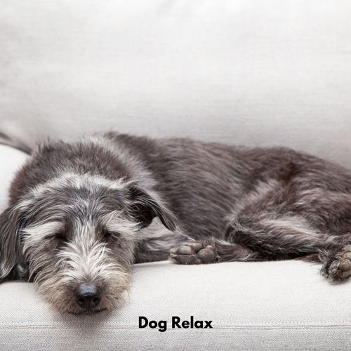 Dog Relax