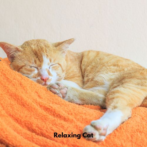 Relaxing Cat