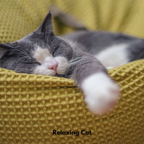 Relaxing Cat