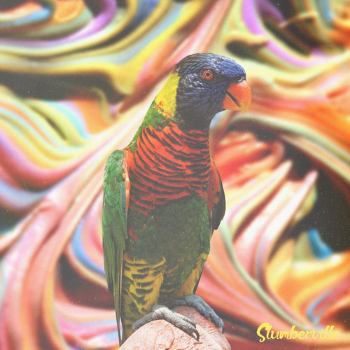 Rainbow Lorikeet