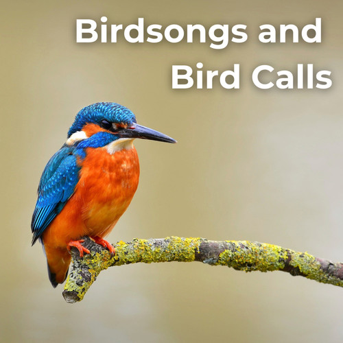 Birdsongs And Bird Calls