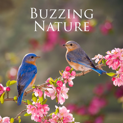 Buzzing Nature (Connect With the Natural World, Relaxing Sounds of Water and Birdsong)