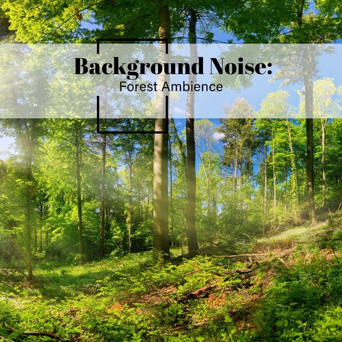 Background Noise: Forest Ambience