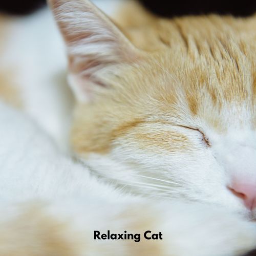 Relaxing Cat