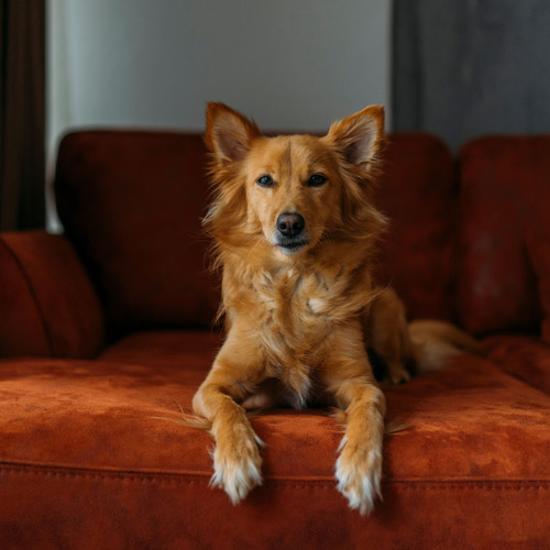 Jazz Dog Contemplation: Lounge Melodies for Canine Bliss