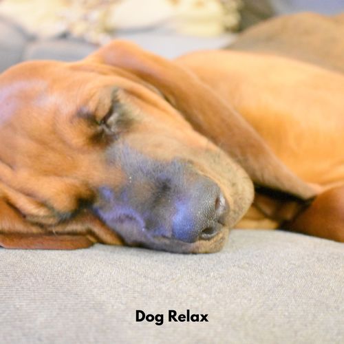 Dog Relax