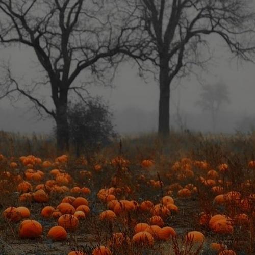 Pumpkin Picking