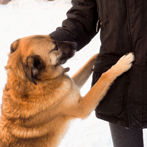 Piano Dog Embrace: Rain Serenades for Your Faithful Friend