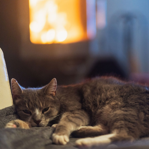 Feline Comfort: Fire's Ambient Sound for Cats