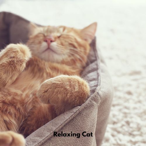 Relaxing Cat