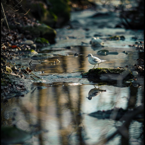 Serene Binaural Sleep Soundscape with Nature Creek and Birds