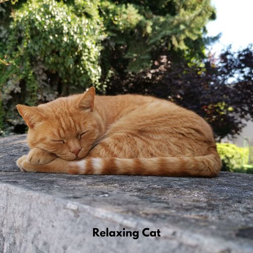 Relaxing Cat