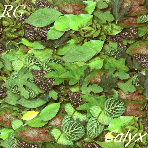 Calyx
