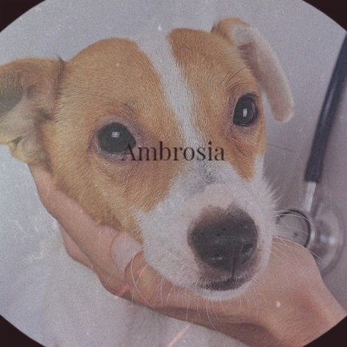 Ambrosia