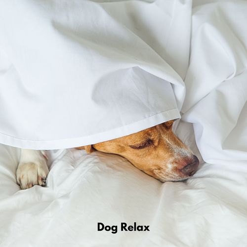 Dog Relax