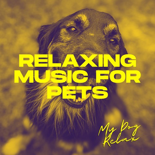 Relaxing Music for Pets: Soothing Tunes for When You're Not Home