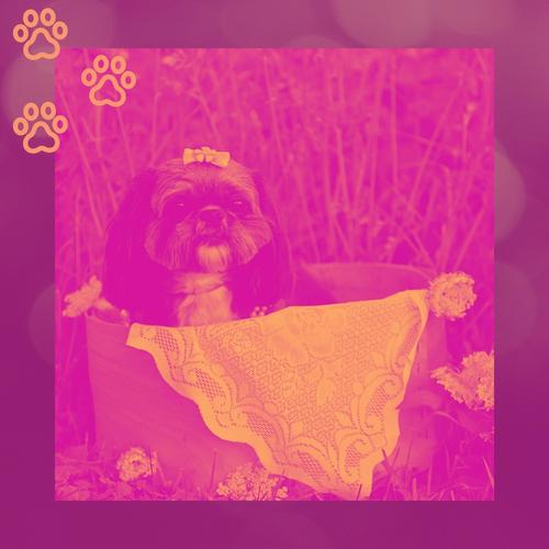 Music for Dog Training - Acoustic Guitar