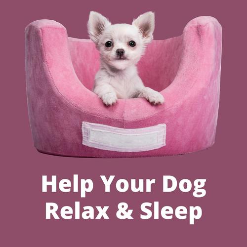 Help Your Dog Relax & Sleep