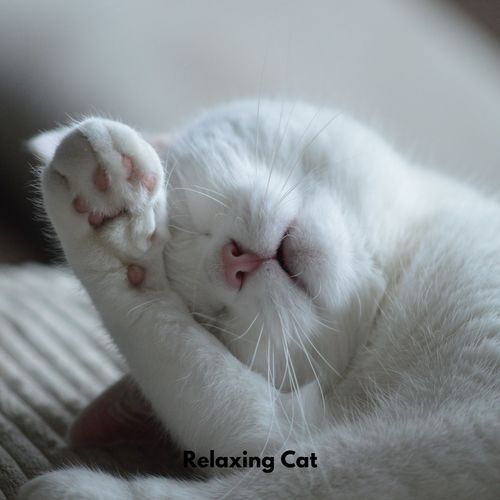 Relaxing Cat