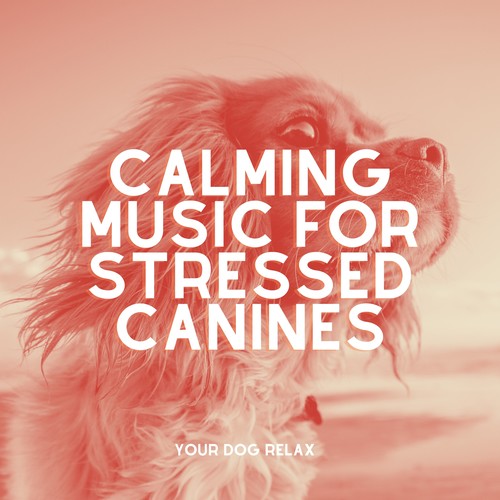 Calming Music for Stressed Canines: Music Therapies for Pets, Treatment for Dog's Ears