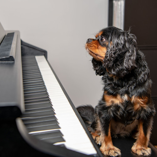 Canine Calm: Piano for Dogs