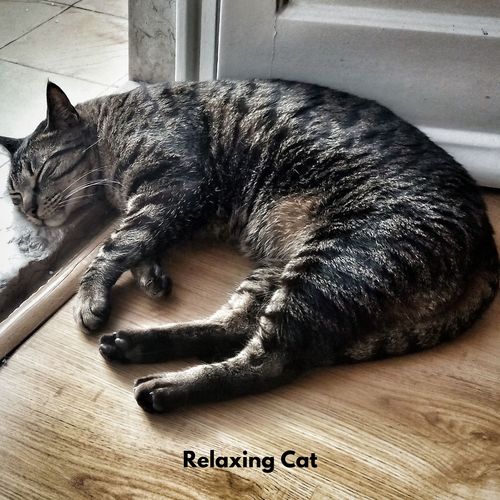 Relaxing Cat