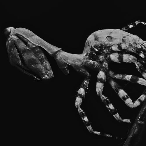 8 Legged Freak (Explicit)