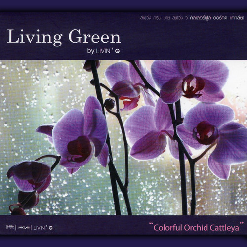 Living Green : Colorful Orchid Cattleya