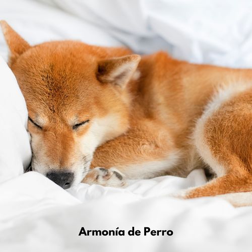 Armonía de Perro