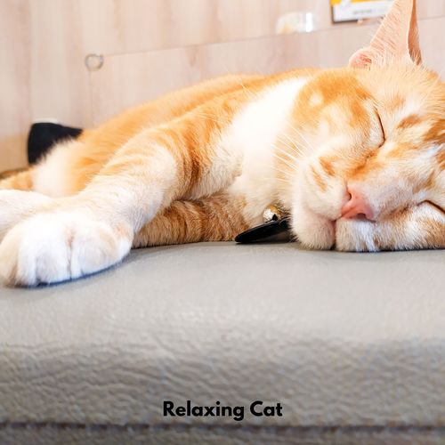 Relaxing Cat