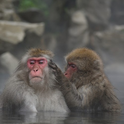 癒しの温泉ジャズ