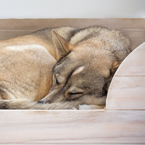 Pawprints in White Noise Serenity: Crystal Singing Bowl Dog Dreamscape Harmony