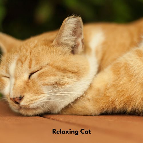 Relaxing Cat