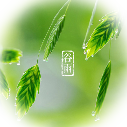 谷雨