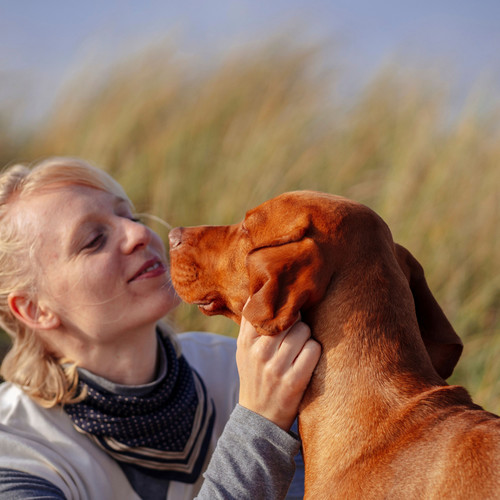 Lofi Dog Retreat: Calm Canine Companionship