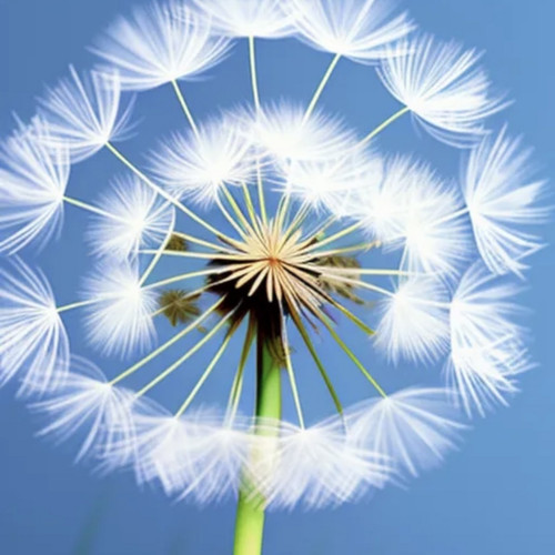 Swaying Dandelions