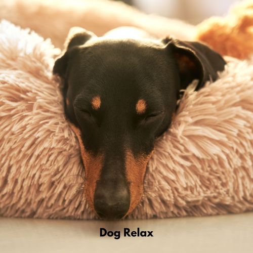 Dog Relax