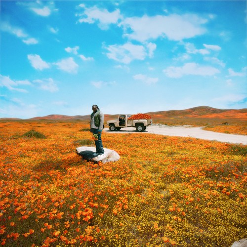 California Poppy 3 (Explicit)