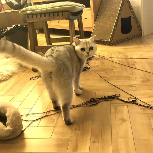 张宏波是只猫