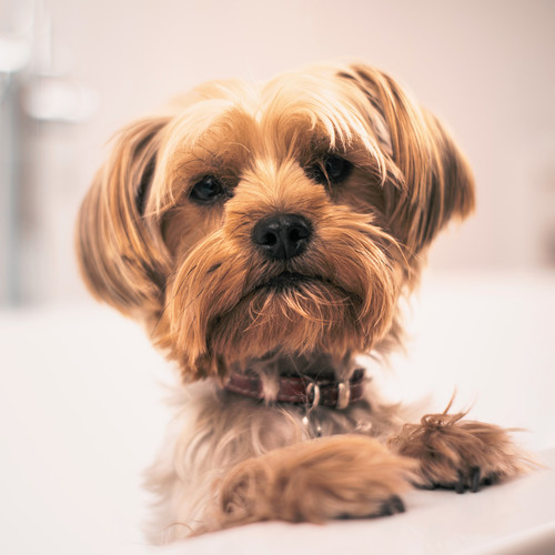 Calming My Dog