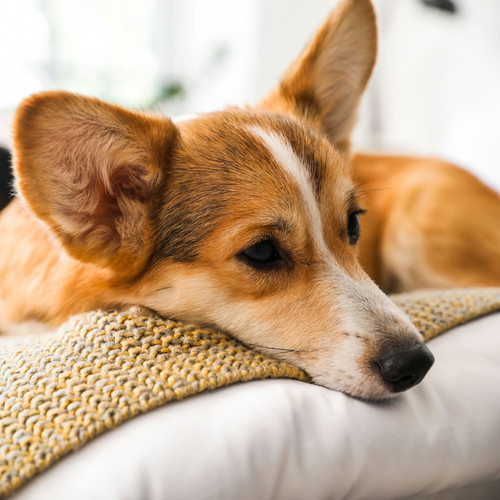 Calm Dog Symphony: Rainy Evenings with Piano Tails