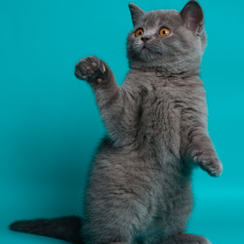 Raindrop Harmony: Cat's Playful Dance with Piano