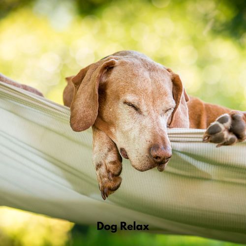 Dog Relax