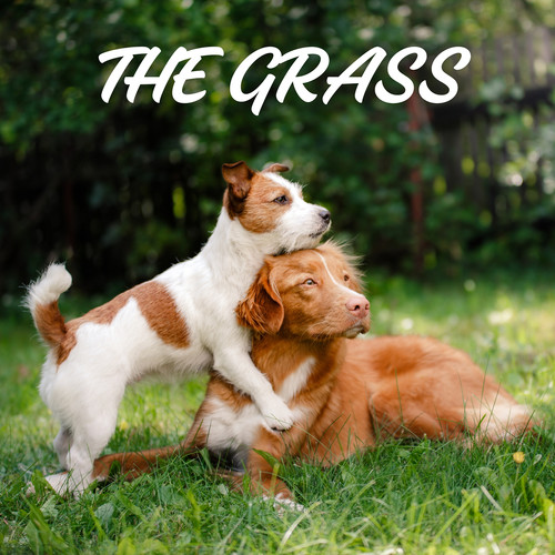 The Grass