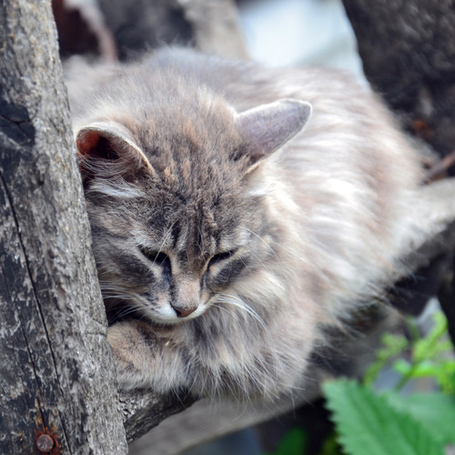 Paws and Waterfall: Music for Cats