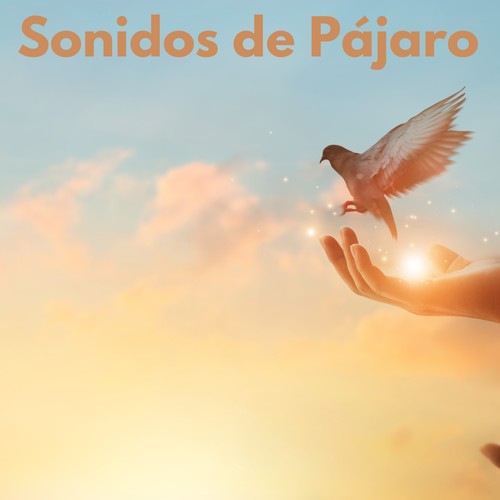 Sonidos de Pájaro