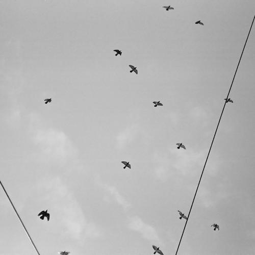 Dying Birds
