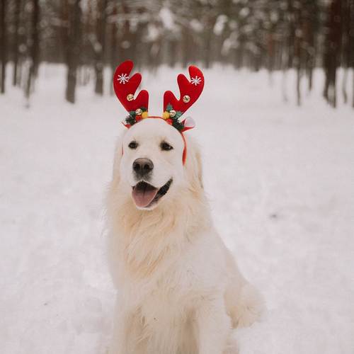 Doggy (Explicit)